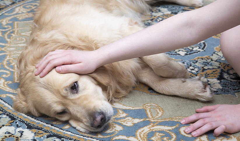 A sick dog is lying on the carpet. Treatment of dogs at home