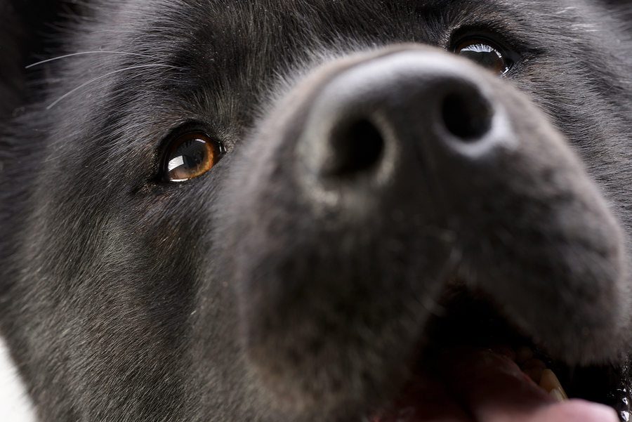 Akita nose|Akita nose