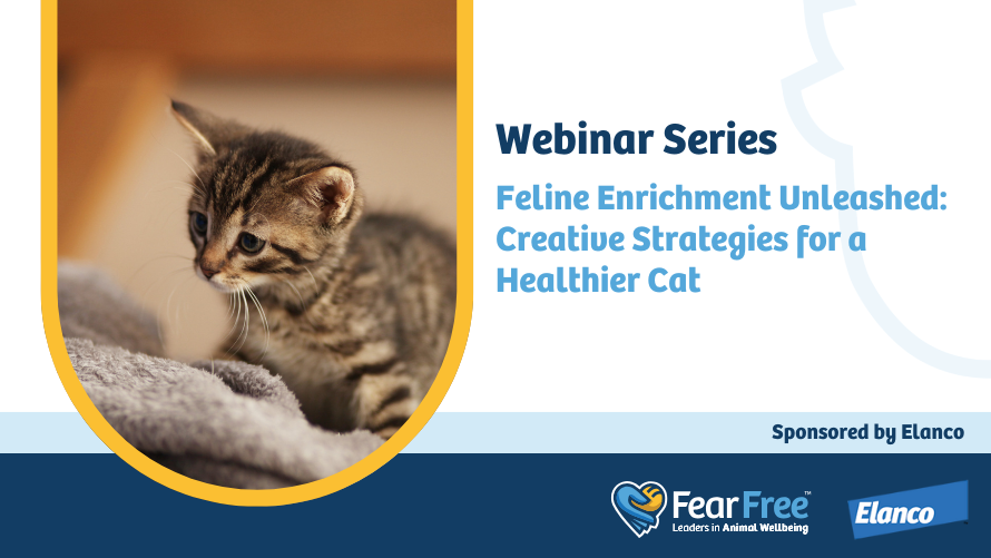 Webinar Series Feline Enrichment Unleashed: Creative Strategies for a Healthier Cat